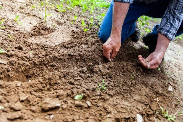 Agrar-Uebersetzer | Die landwirtschaftliche Produktion nimmt zu